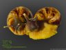 Achatina reticulata - 